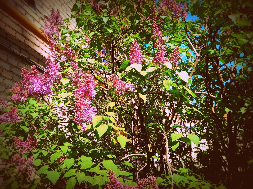 Цвет весны. - Владимир Драгунский