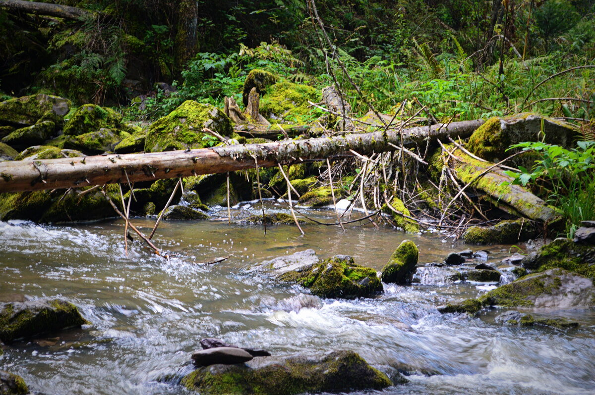 Тайга прителецкая - Татьяна Лютаева
