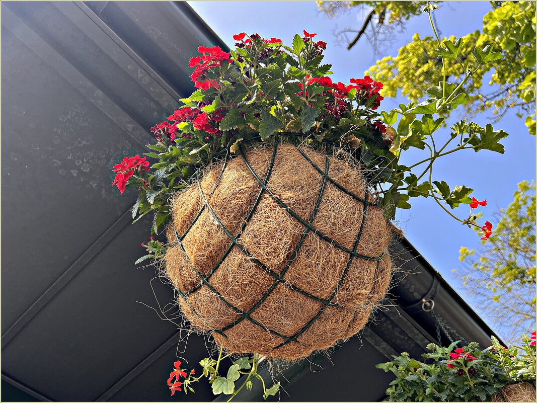 Герань. - Валерия Комова Герань. - Валерия Комова