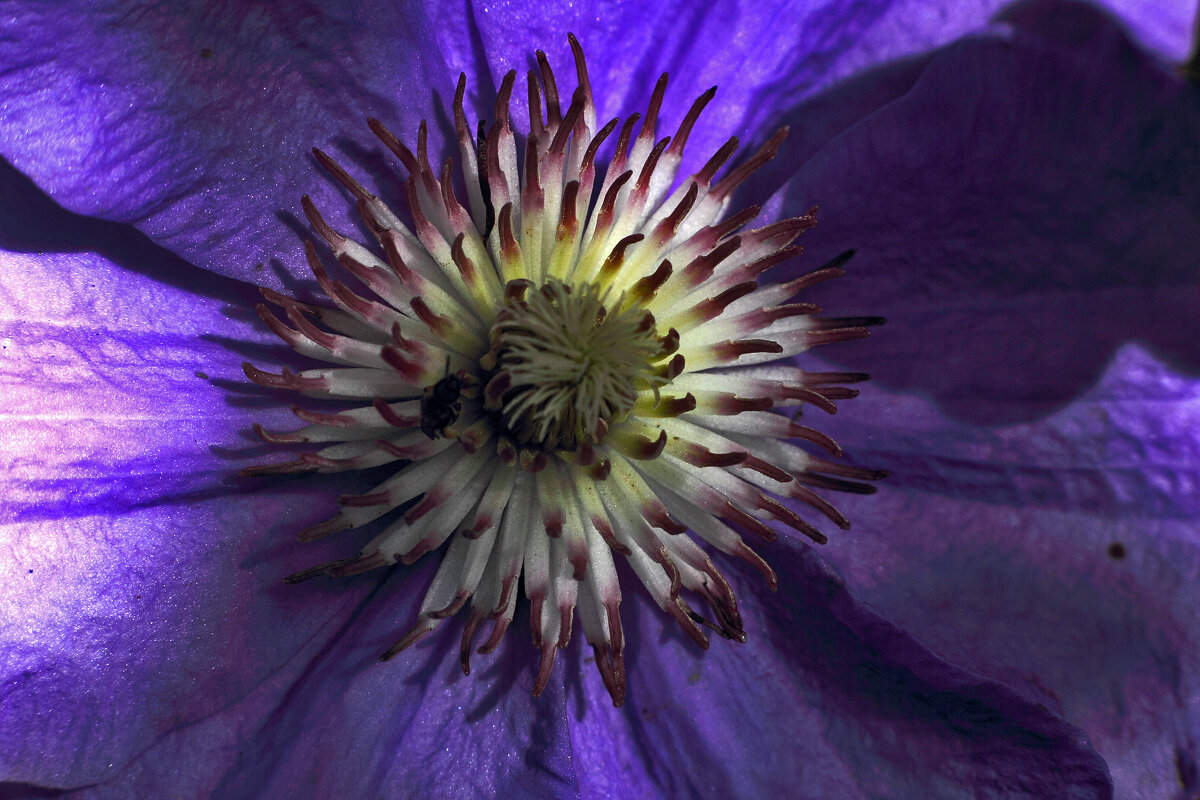 Клематис - Юрий Гайворонскiий