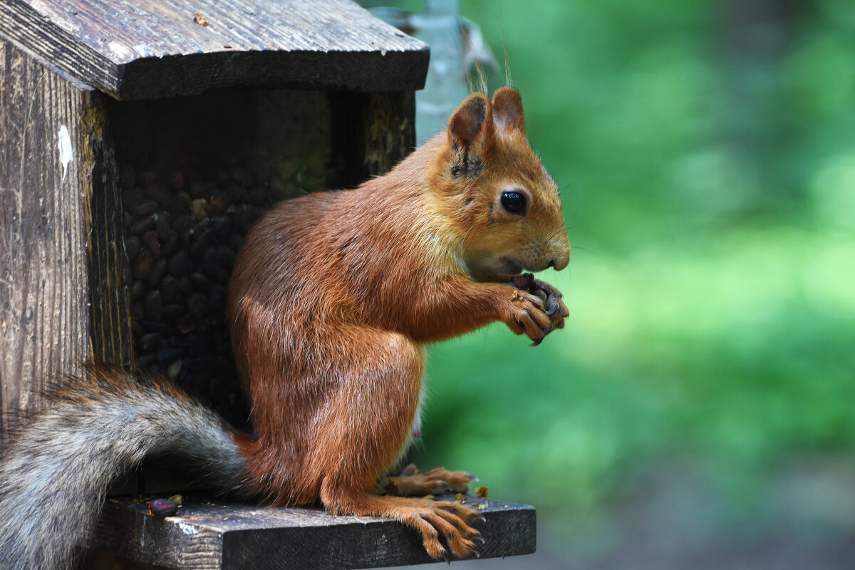 Москва. Белки Нескучного сада. - Наташа *****