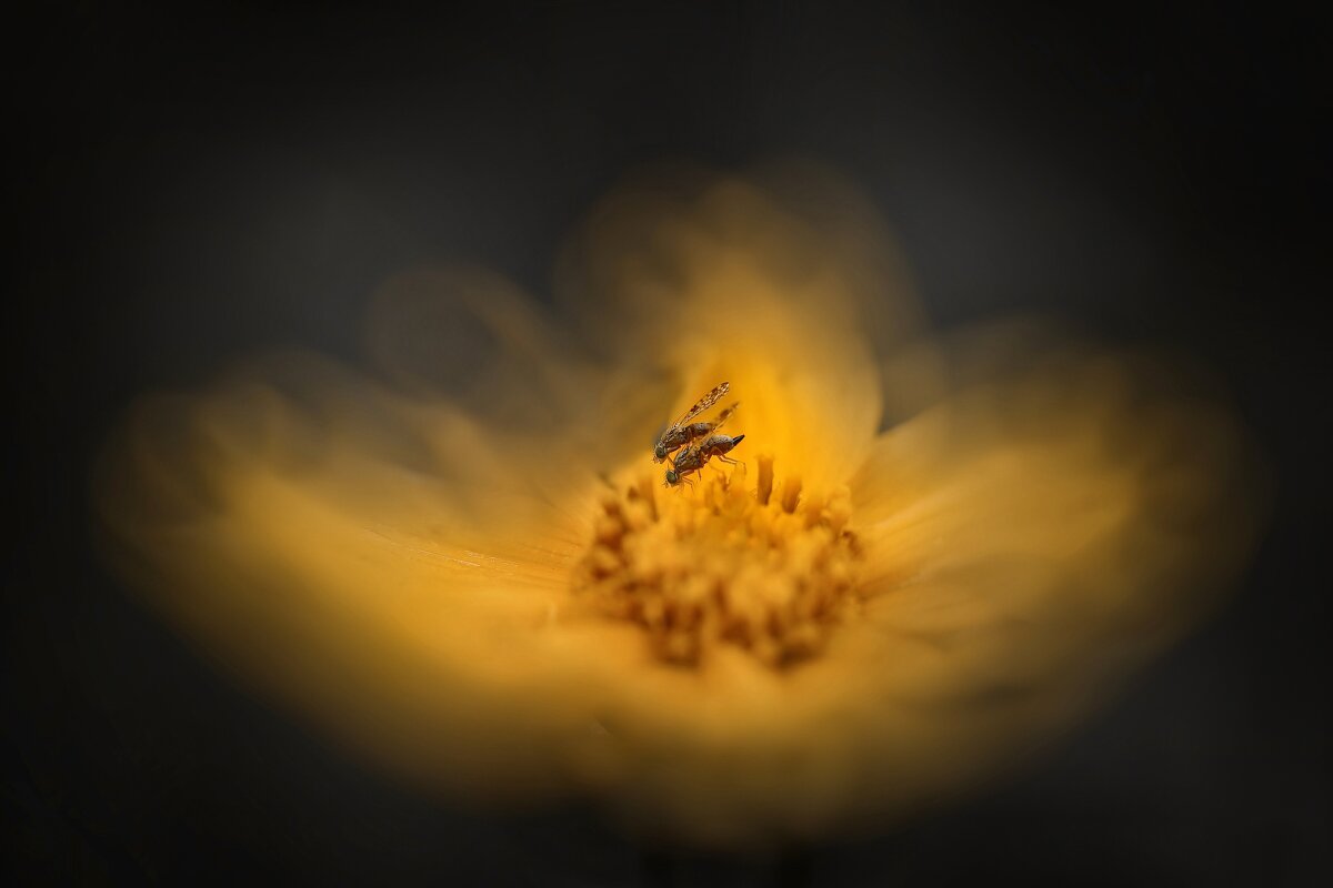 Только жениться собрались, а тут я с фотоаппаратом. - Татьяна Бравая