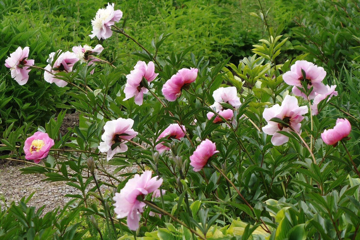 Пионы - Рита Симонова