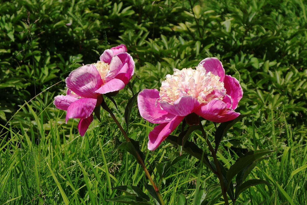 Пионы - Рита Симонова