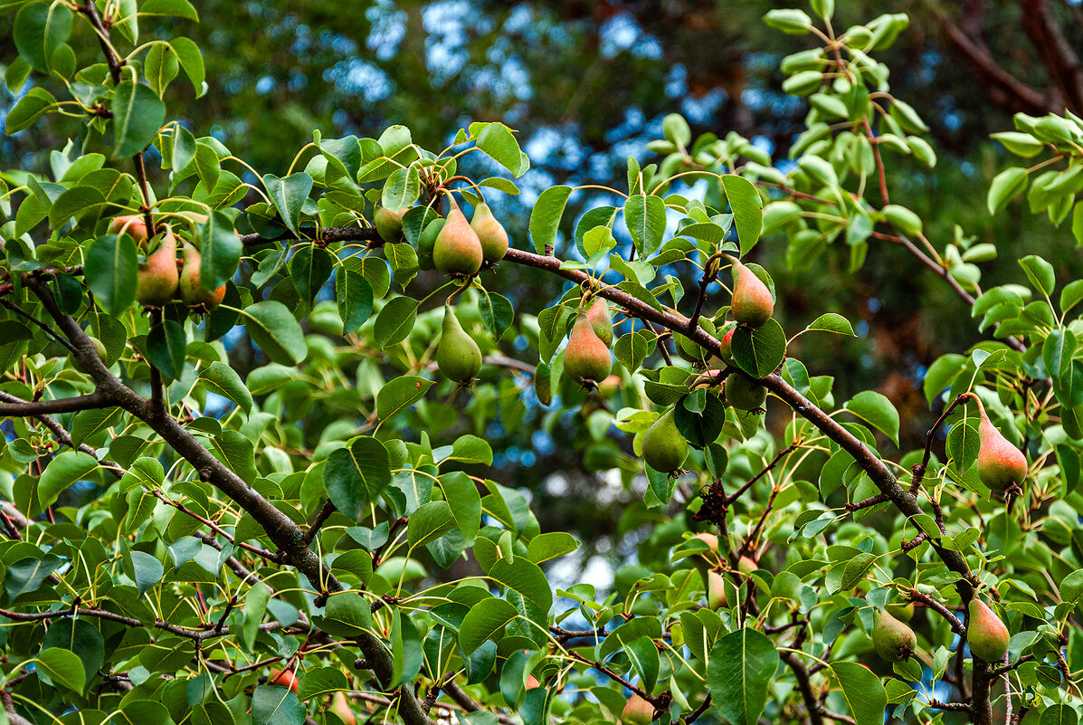 Груши зреют! - Варвара 
