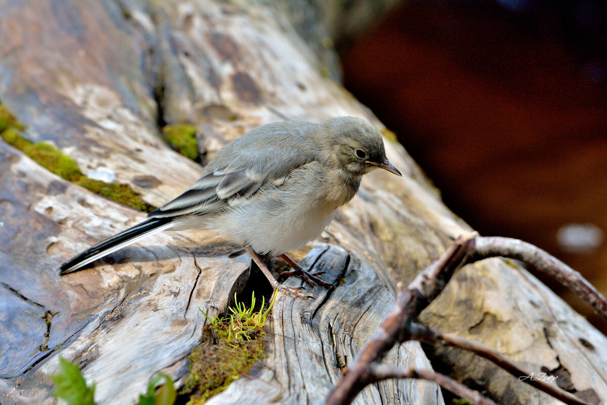 ** - Александр Зуев