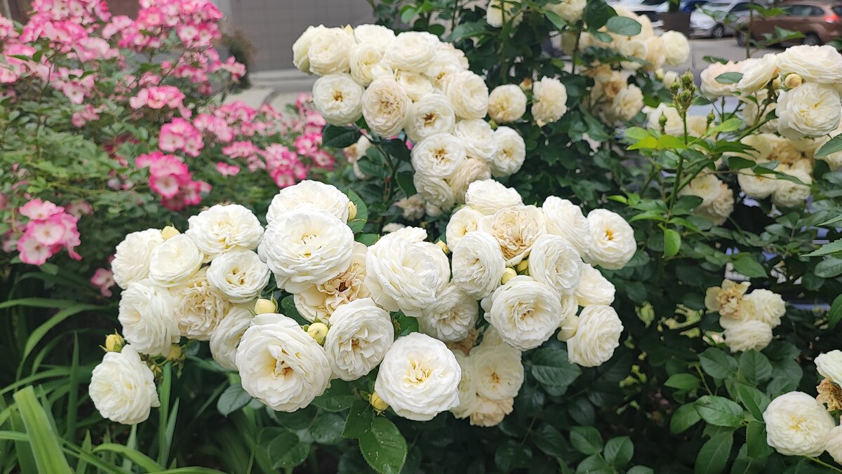 ,,, - Сергей Тимоновский