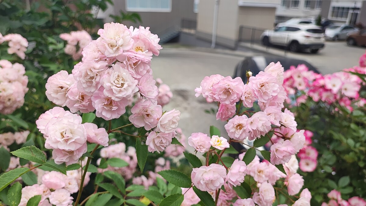 ,,, - Сергей Тимоновский