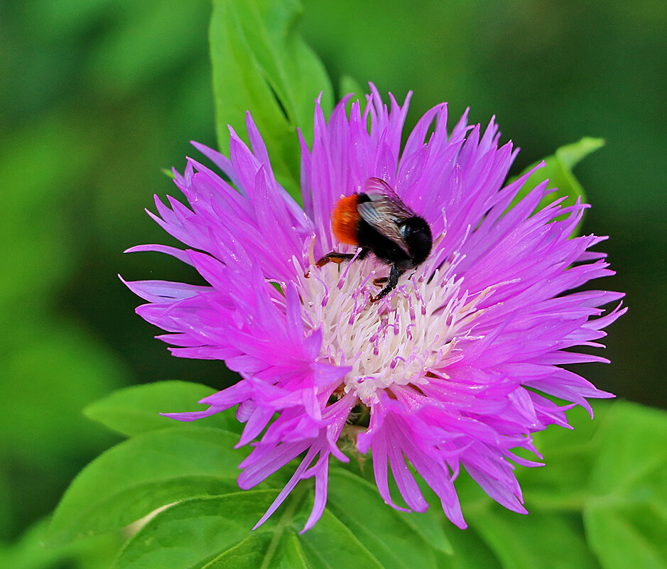 На васильке - Светлана 