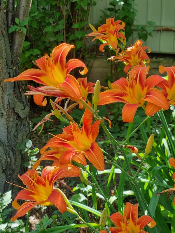 Яркое утро - Наталья 