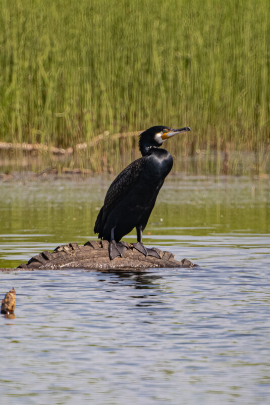 . - Роман Кондрашин