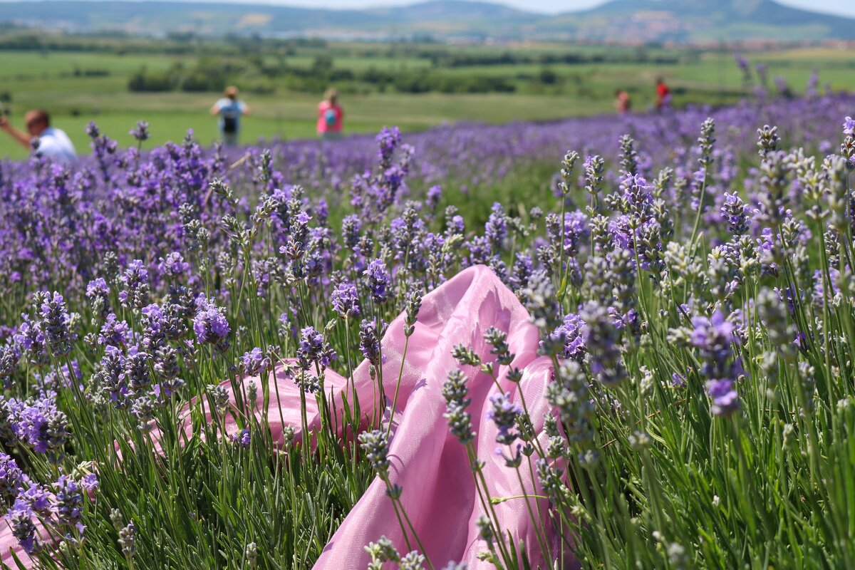 лавандовое море - Светлана Баталий