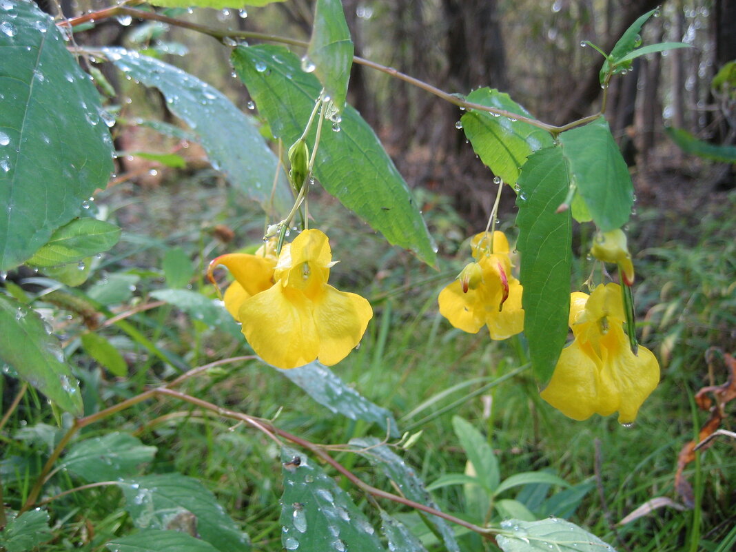 Недотрога - Anna Ivanova