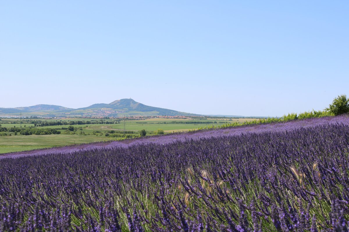 лавандовая ферма - Светлана Баталий