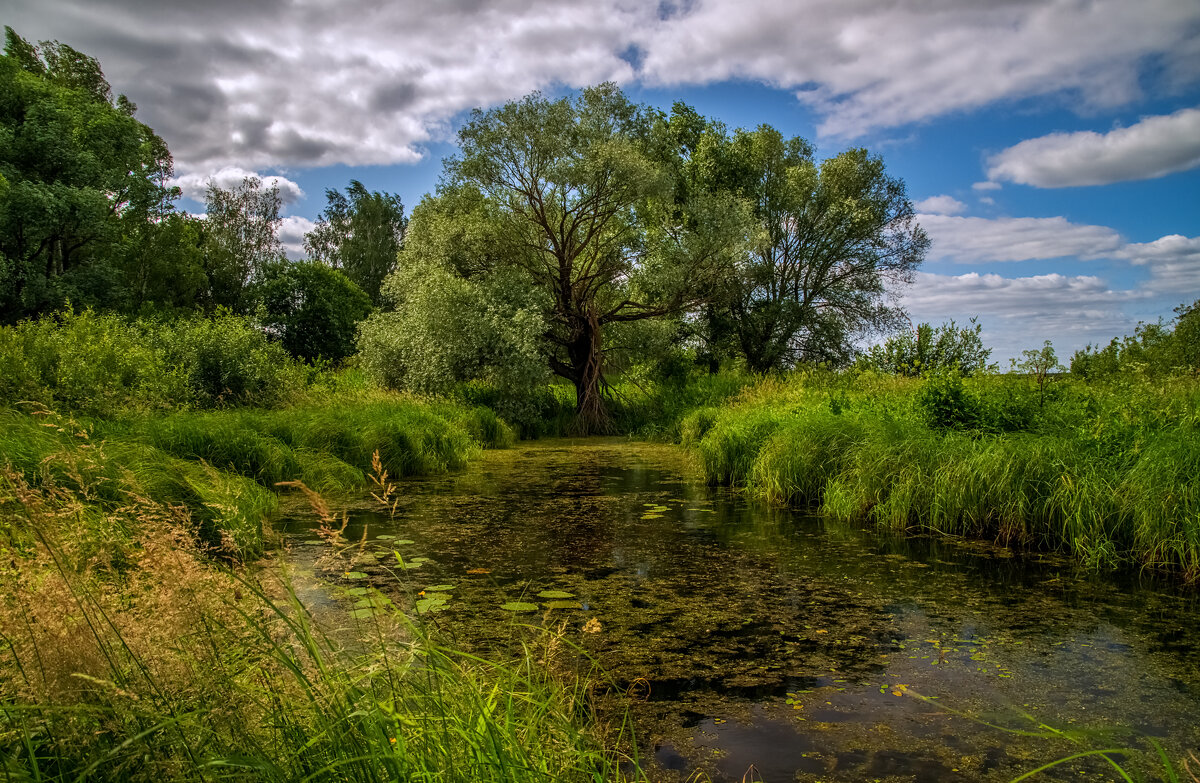 Подмосковный июнь 6 - Андрей Дворников