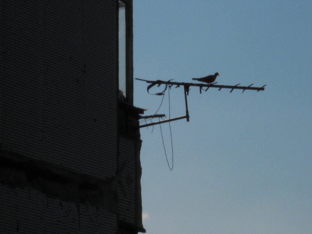 . - Александр Хоменко