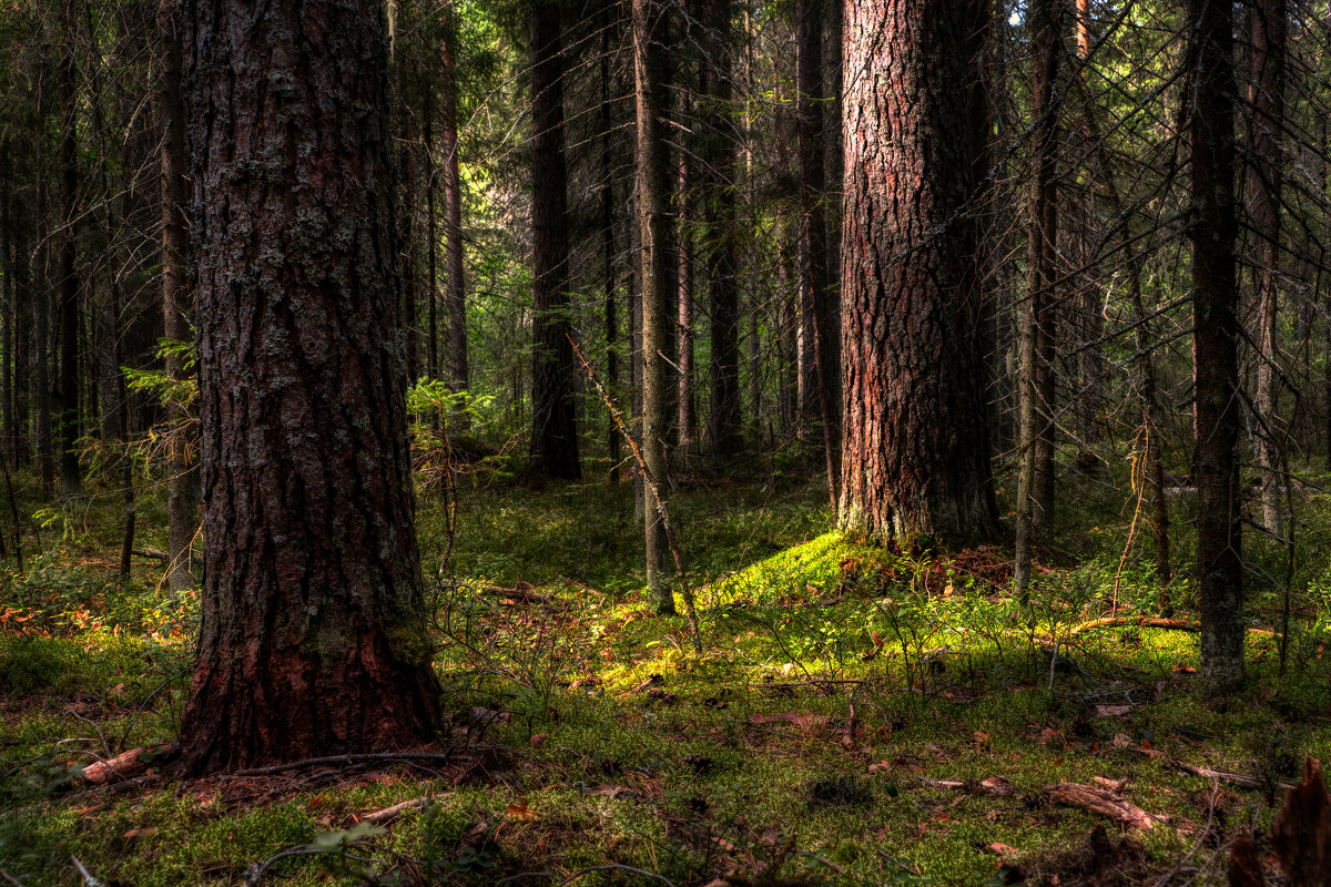 лесное - александр 