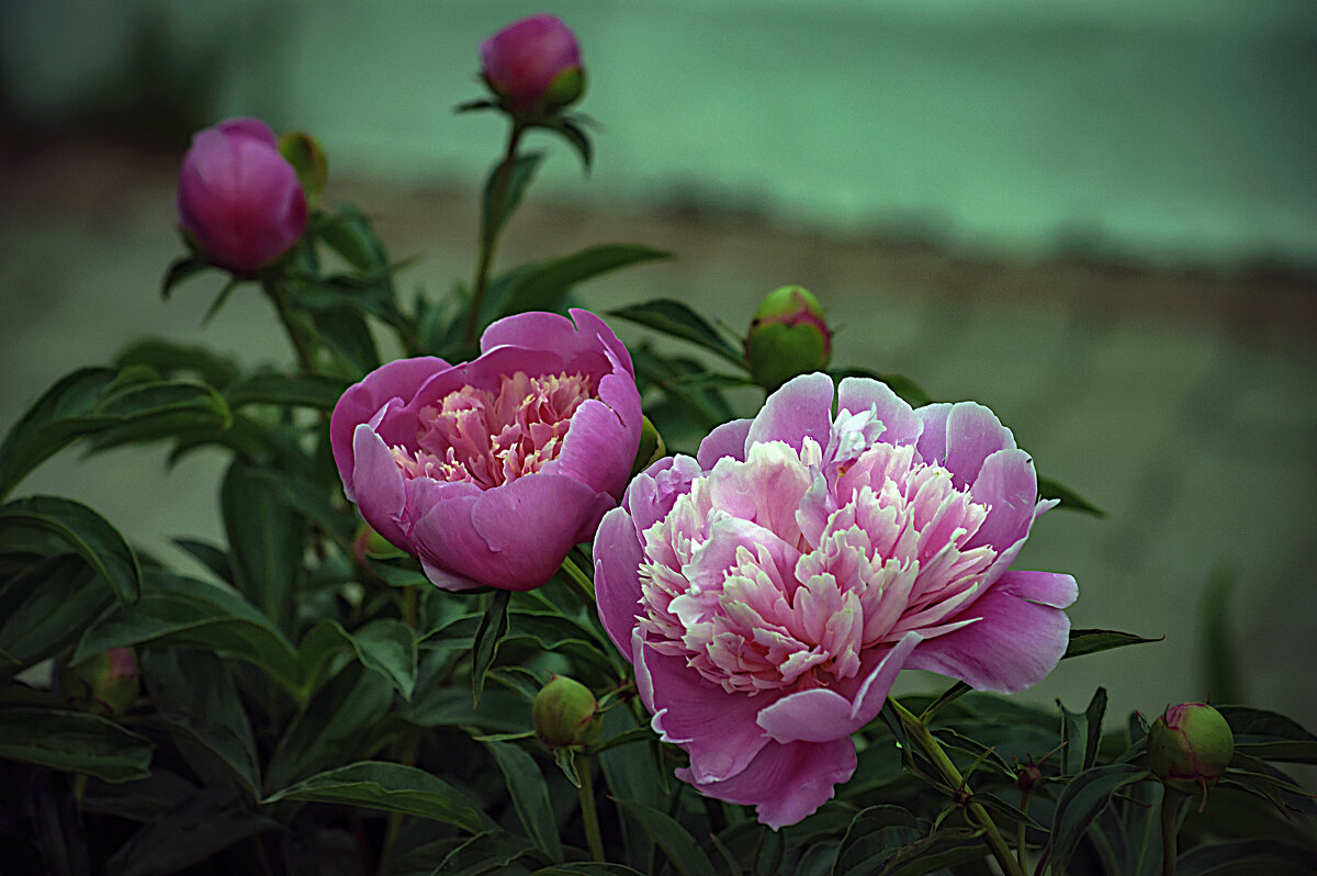 ПИОНЫ - Владимир Кроливец ПИОНЫ - Владимир Кроливец