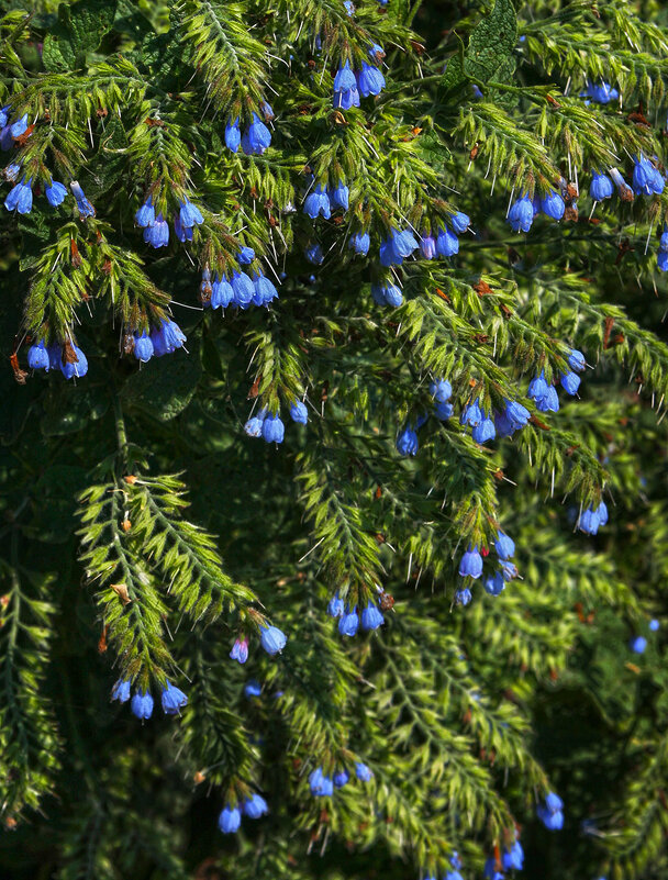 *** - Наталья S