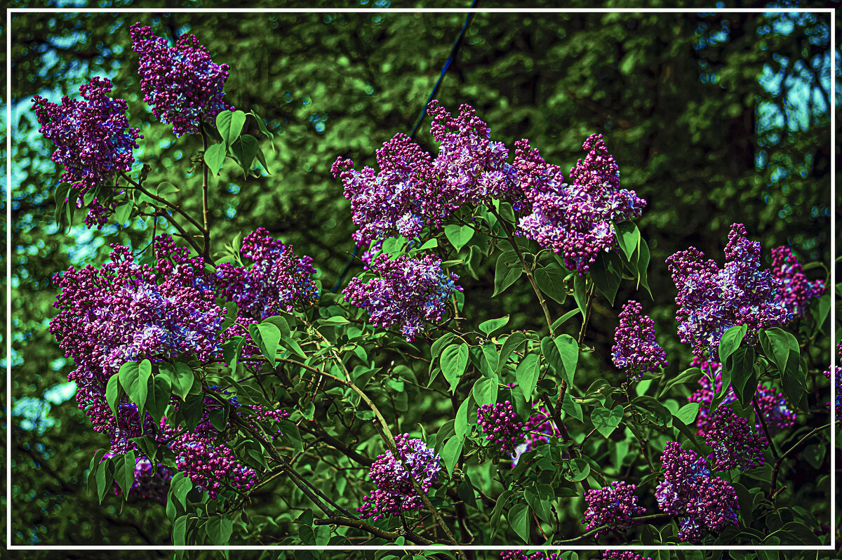 Цветение сирени - Владимир Кроливец