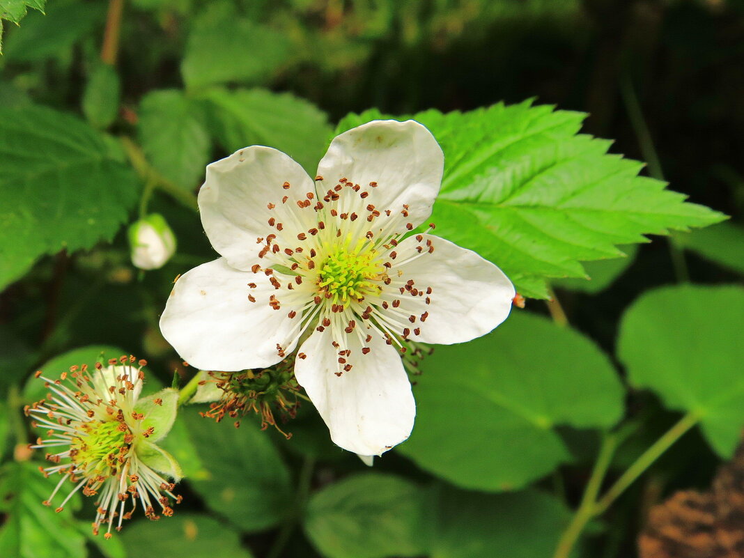 Цветок ежевики - Андрей Снегерёв Цветок ежевики - Андрей Снегерёв