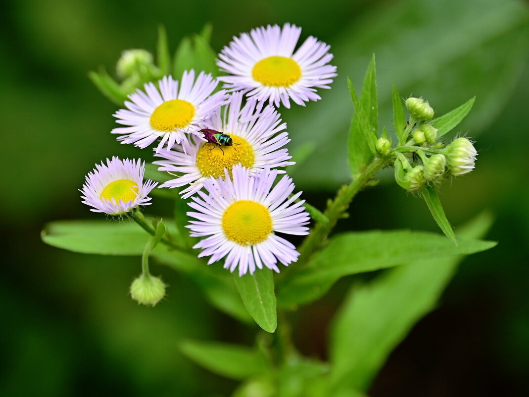 Букашка - B razk