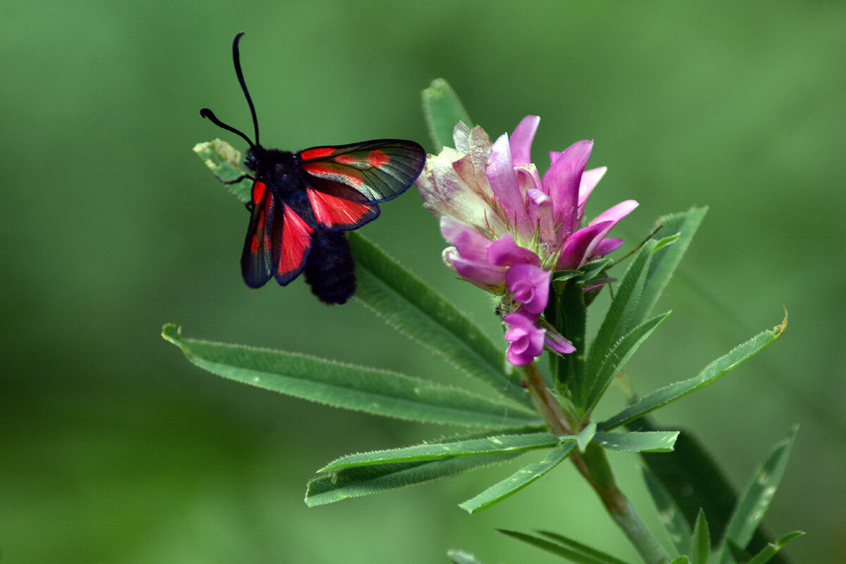 Бабочка  пестрянка - Геннадий Супрун