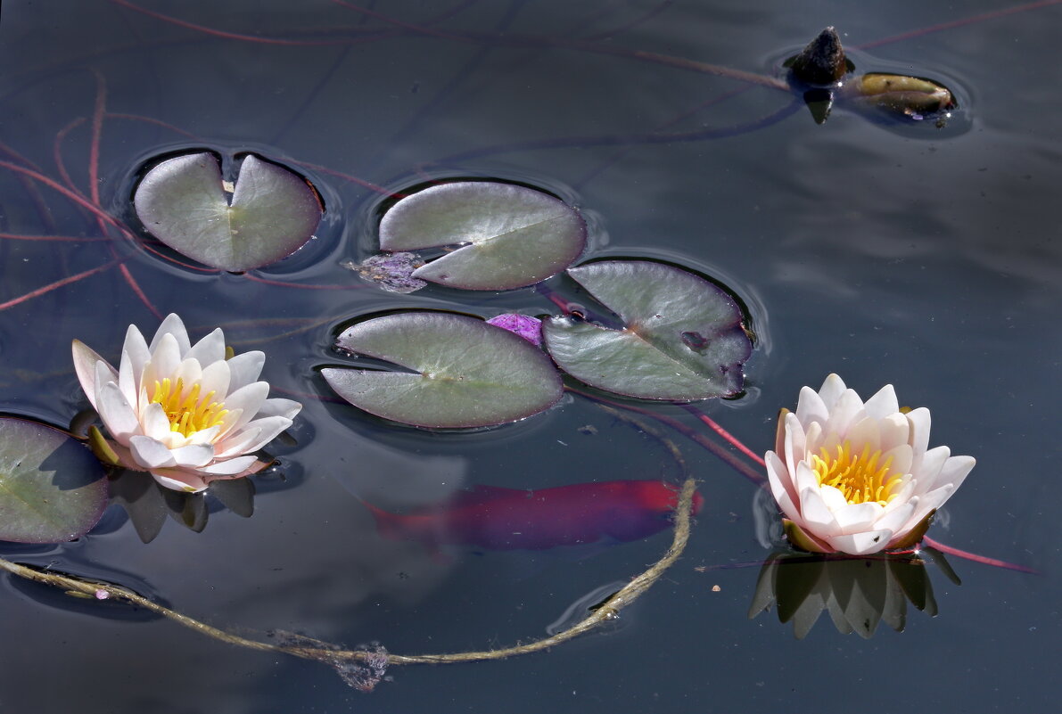 25 июня - Михаил Бибичков