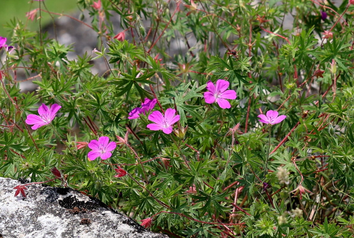 И на камнях растут цветы. - Александр Кондаков
