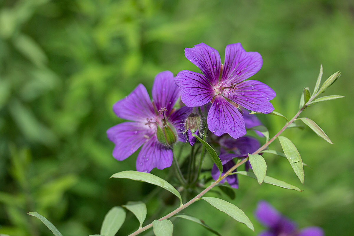 Садовая герань - Александр Трухин