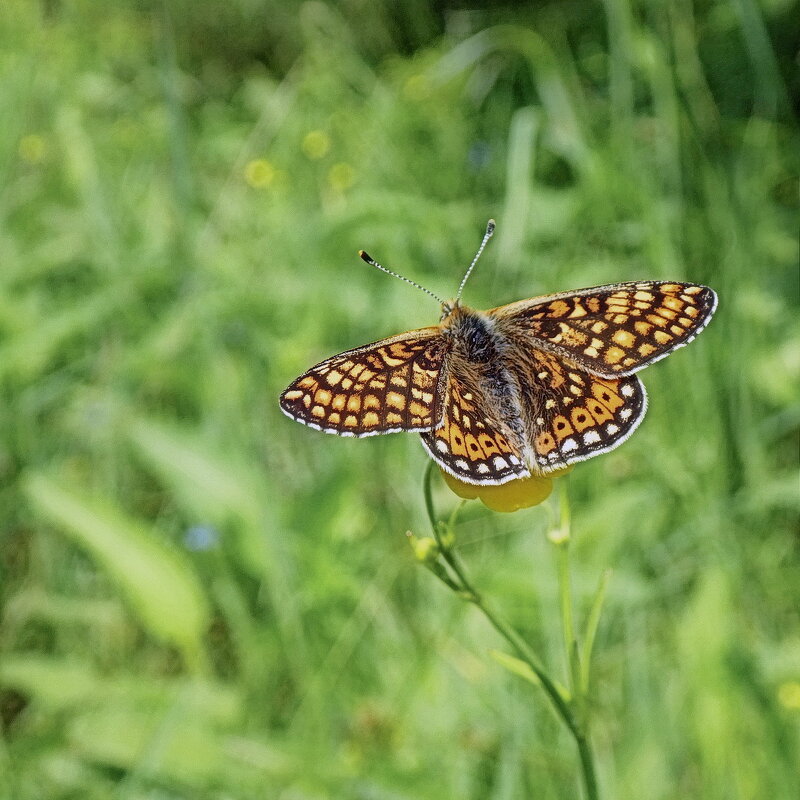 В парке... - Владимир Шошин