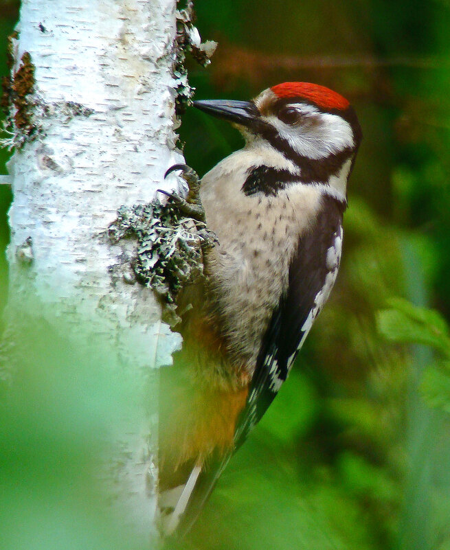 молодой бпд - gawrilа - dan