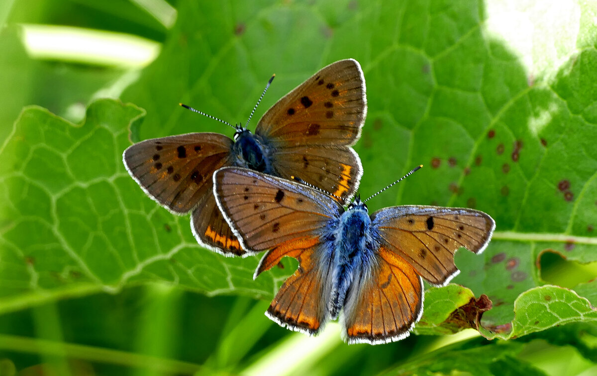 и снова бабочки 3 - Александр Прокудин