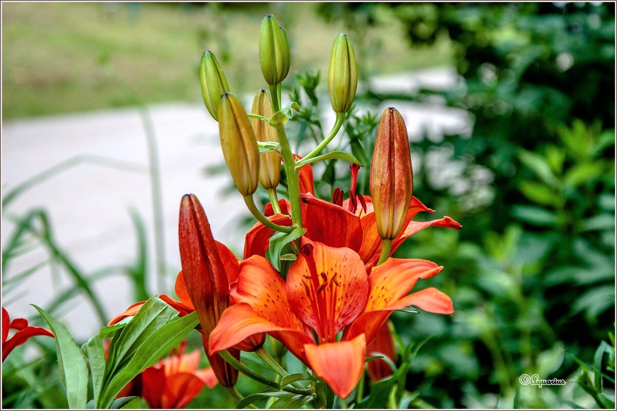 Городские цветы - Aquarius - Сергей