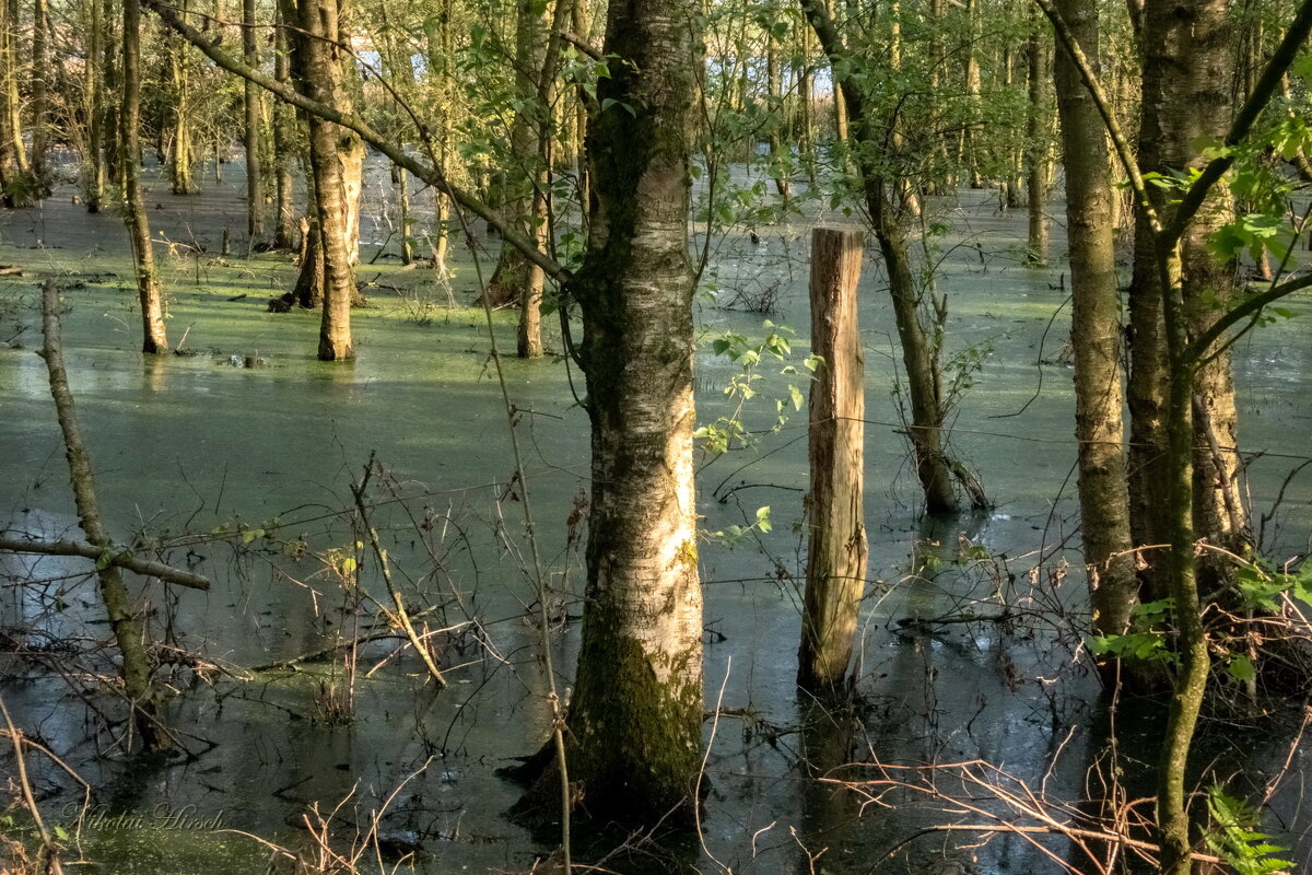 *** - Николай Гирш *** - Николай Гирш