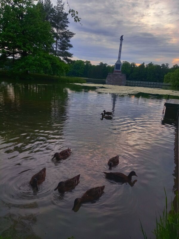 Утята - Сапсан 