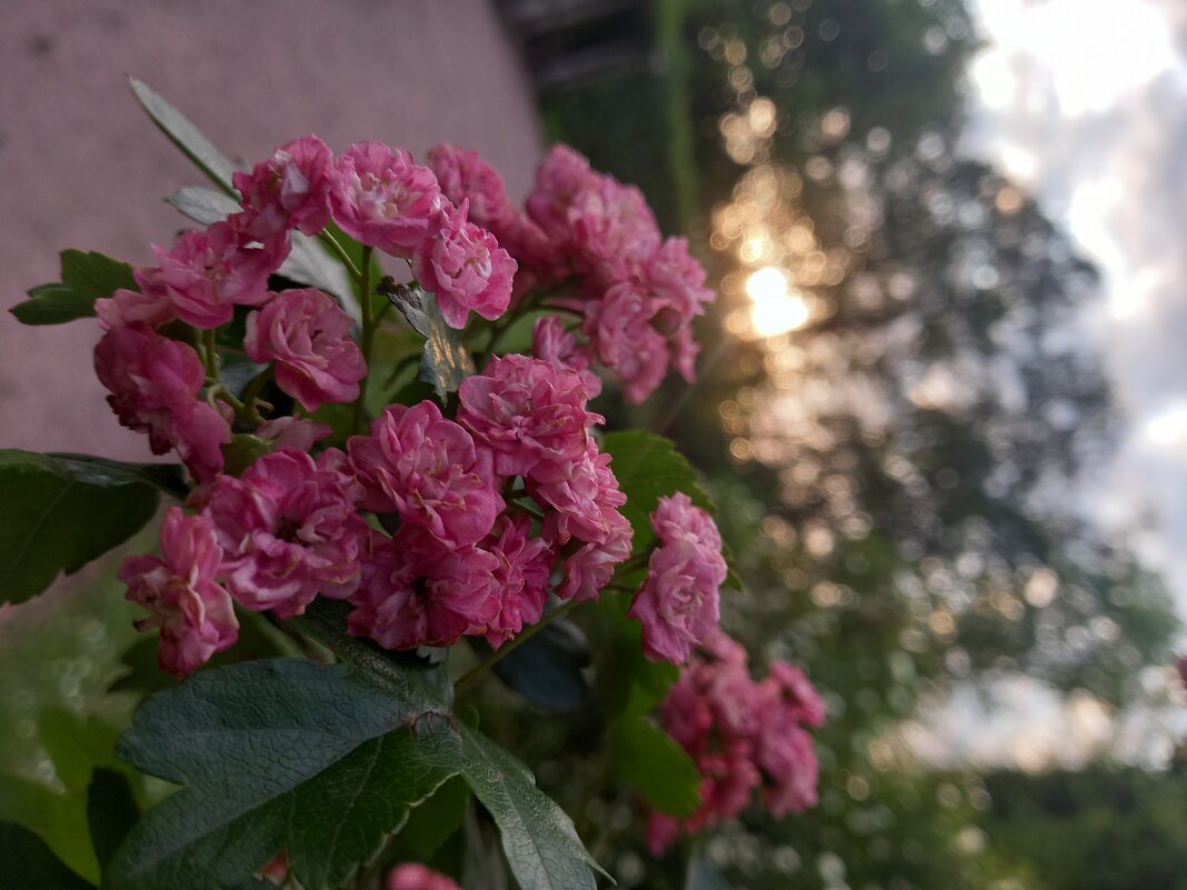 Боярышник - Сапсан 