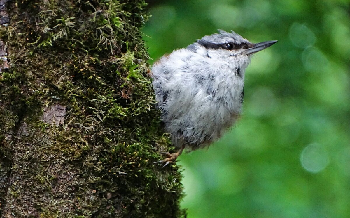 Слёток поползня. - Милешкин Владимир Алексеевич Слёток поползня. - Милешкин Владимир Алексеевич