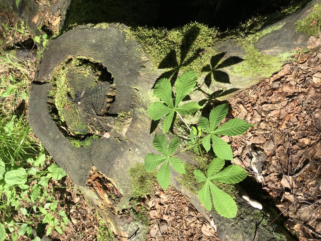 Стар и млад. - Любовь 