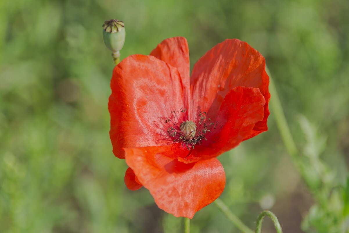 *** - Виктор Иванович Чернюк