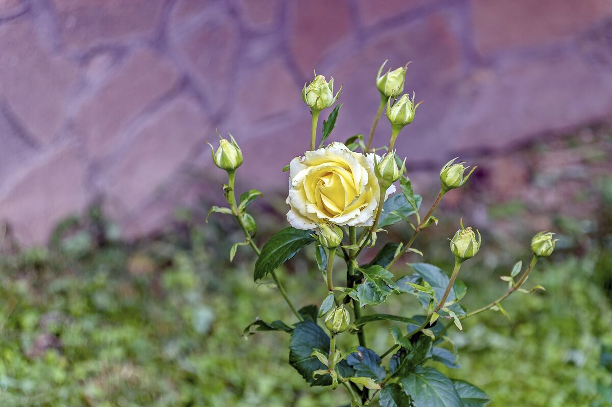 Многодетная мама - Валерий Иванович Многодетная мама - Валерий Иванович