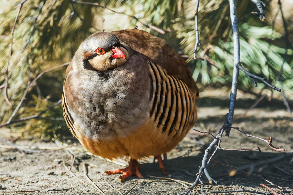 Кеклик - SanSan 