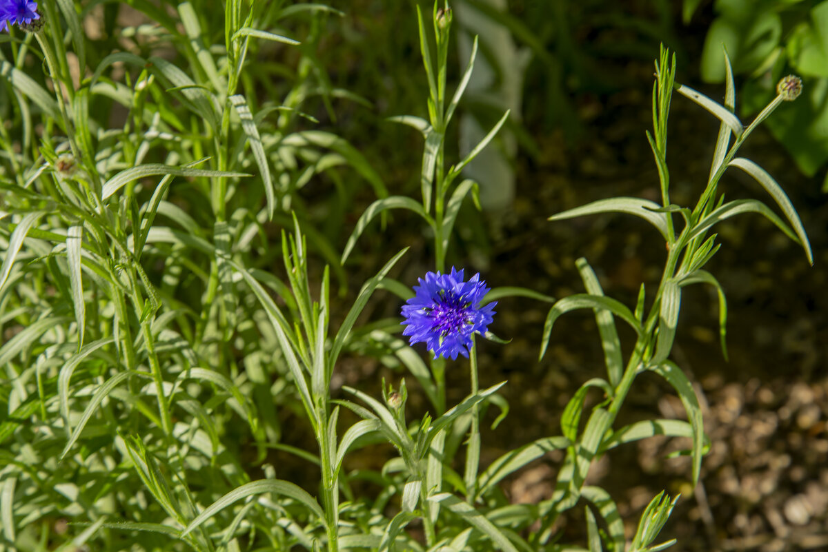 Василёк - Анатолий Чикчирный