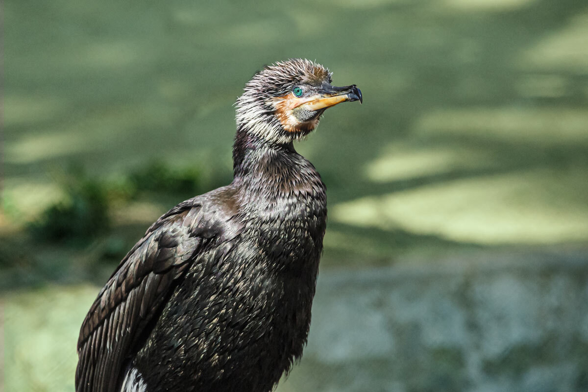 Баклан - SanSan 