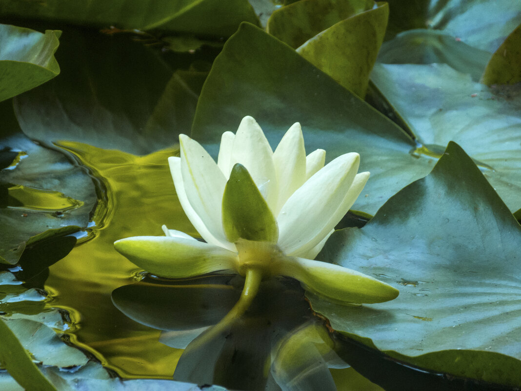 Белая  лилия - Валентин Семчишин