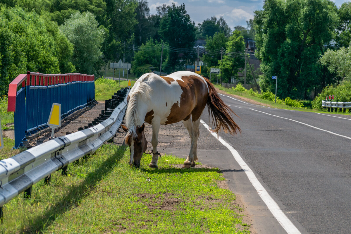 Лошадь - Игорь Сикорский