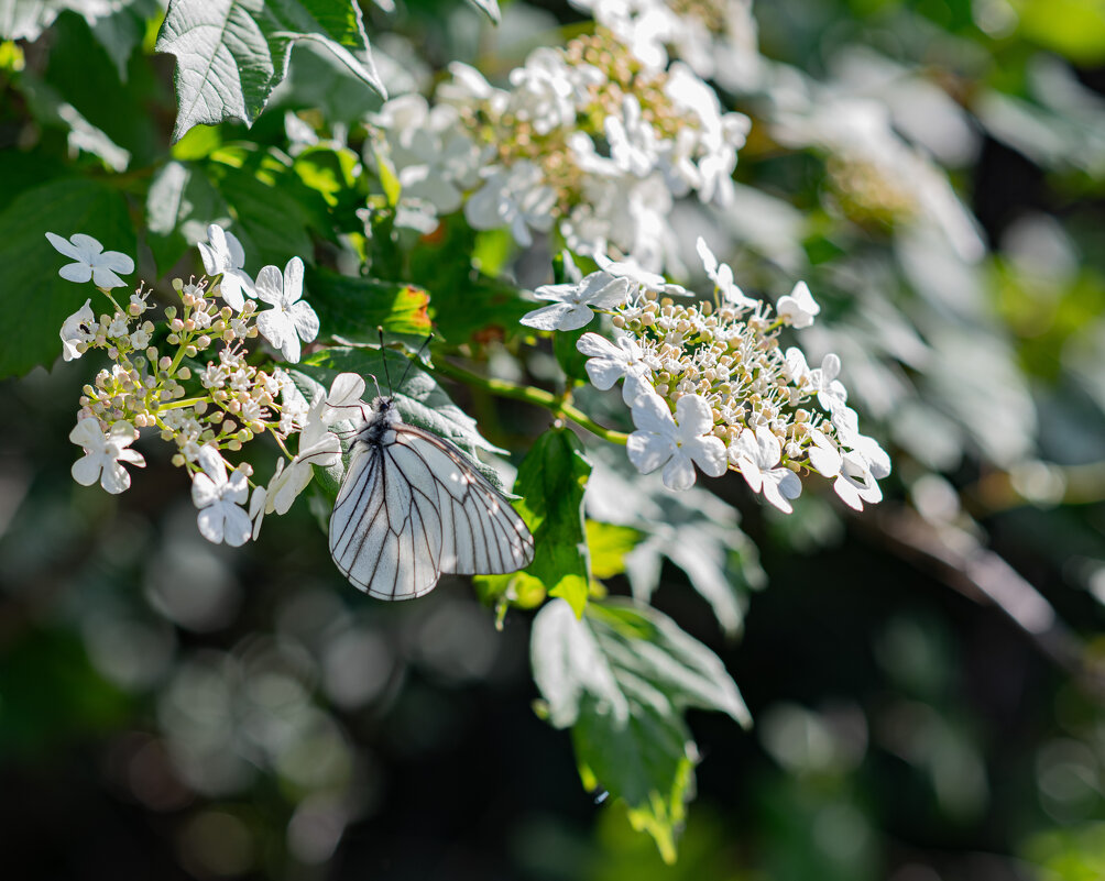 В белых тонах - Петр 