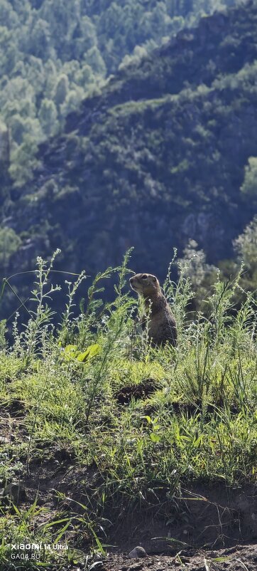 Алтай. Суслик - Александр Чибисов