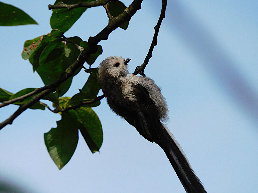 Молодой ополовник - Лина 