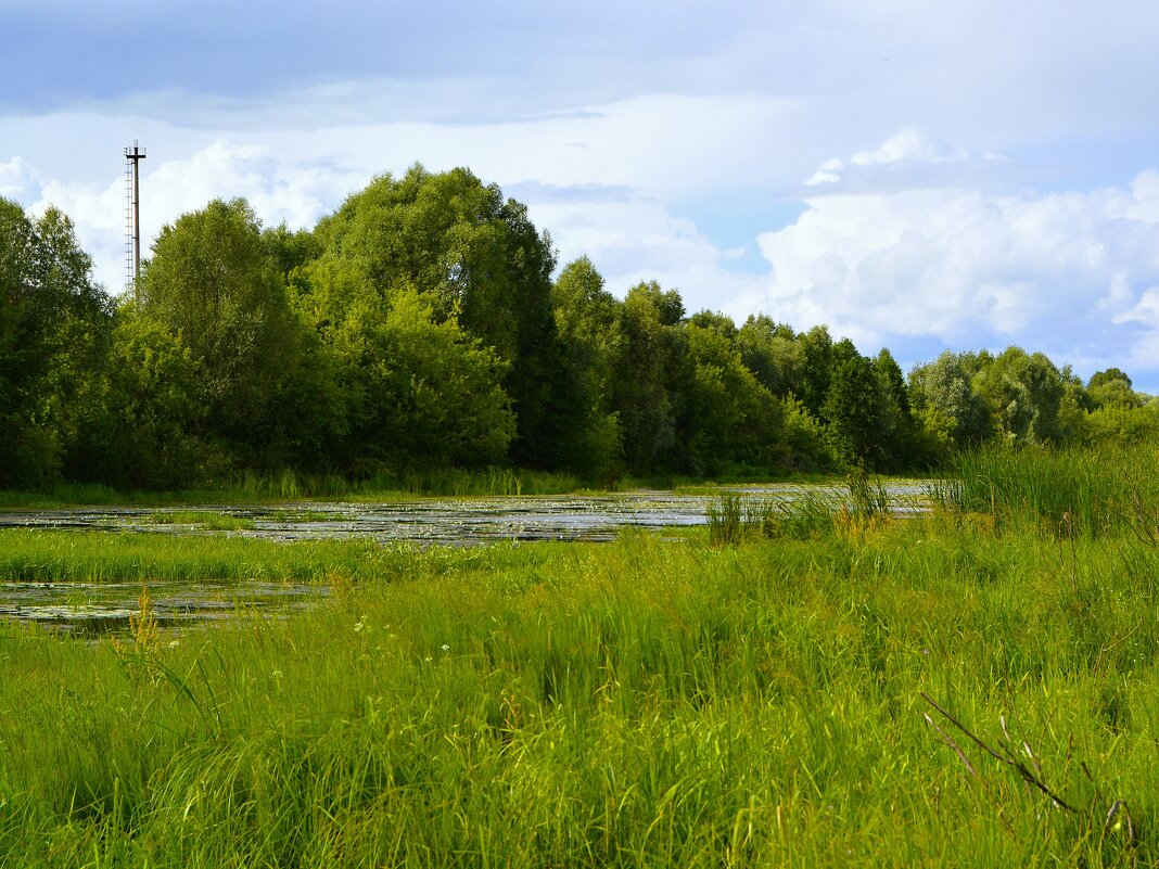 Ядрин. Заболоченное лесное озеро в пройме реки Суры. - Пётр Чернега